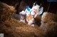 A woman in a bunny costume sitting on a pile of hay.